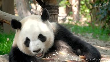 竹子熊猫成都野生动物